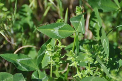 Trifolium vessiculosum, photographed by brybrysciguy