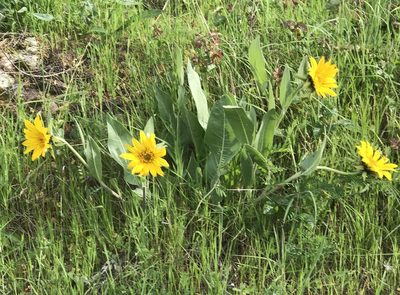 Wyethia helenioides, photographed by Barbara Banfield