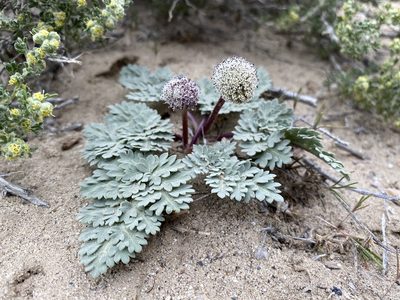 Cymopterus globosus, photographed by Matt Berger