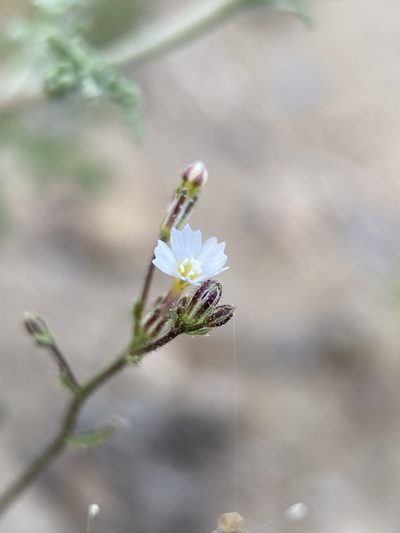 Aliciella triodon, photographed by Matt Berger