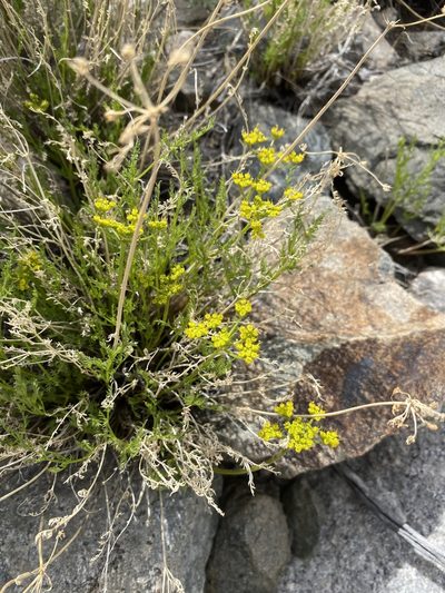 Cymopterus petraeus, photographed by Matt Berger
