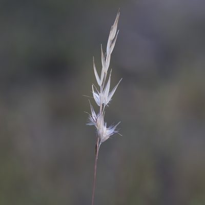 Rytidosperma tenuius, photographed by Kym Nicolson