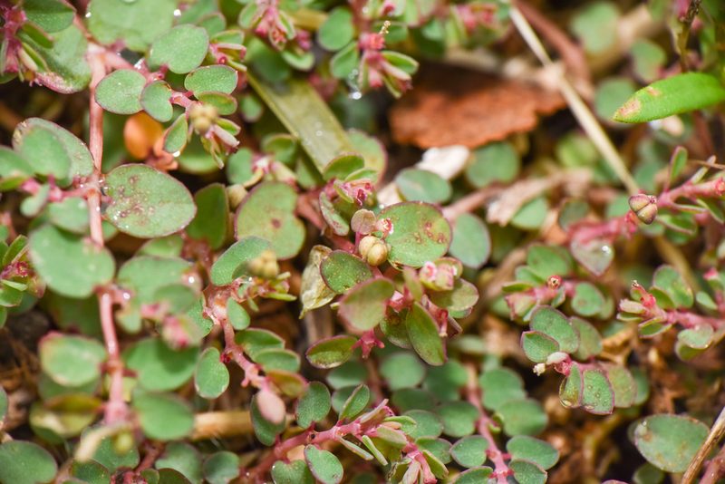 Euphorbia makinoi, photographed by Cheng-Tao Lin