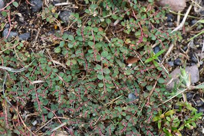 Euphorbia makinoi, photographed by Cheng-Tao Lin
