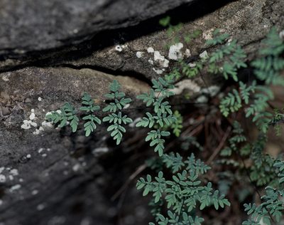 Argyrochosma dealbata, photographed by Michelle W. （鍾偉瑋）