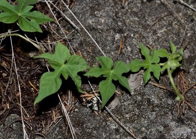 Ipomoea lindheimeri, photographed by Michelle W. （鍾偉瑋）