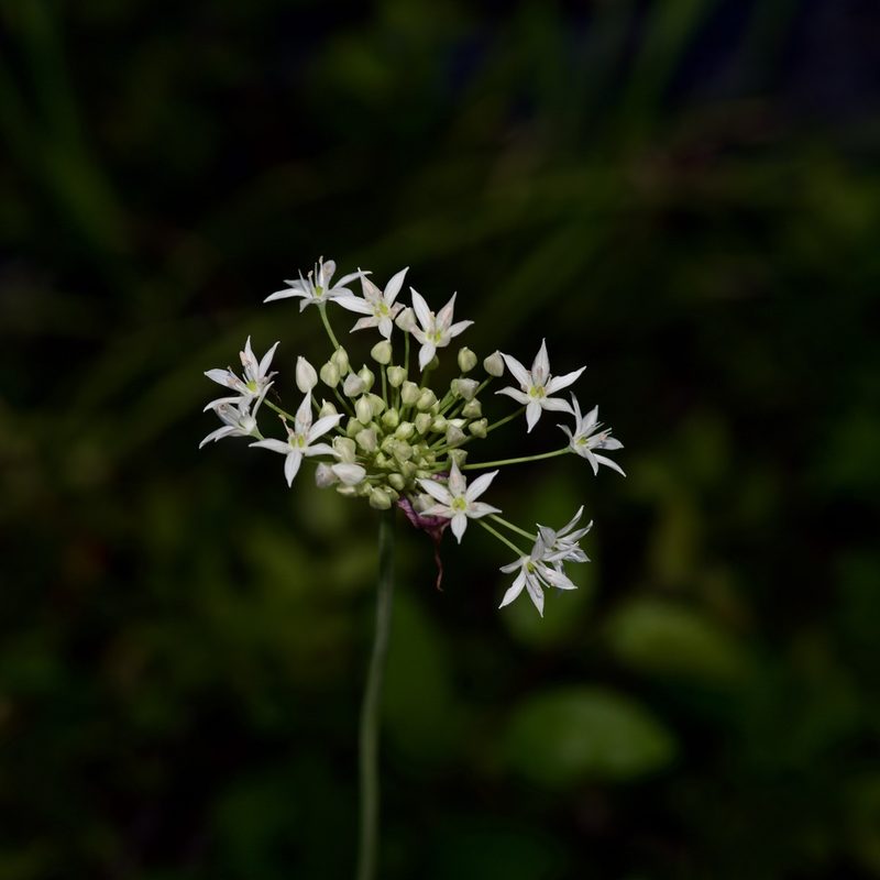 Allium fraseri, photographed by Michelle W. （鍾偉瑋）
