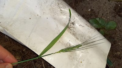 Hordeum vulgare, photographed by Leslie W. Powrie CT ZA