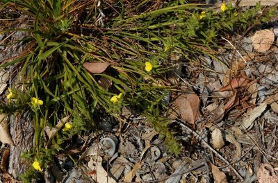 Cartonema philydroides, photographed by Margaret Langley