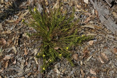 Cartonema philydroides, photographed by Margaret Langley