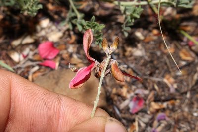 Indigofera dregeana, photographed by Brian du Preez