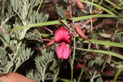 Indigofera dregeana, photographed by Brian du Preez