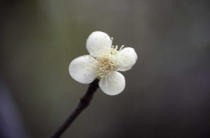 Eugenia lucida, photographed by Simon Tonge