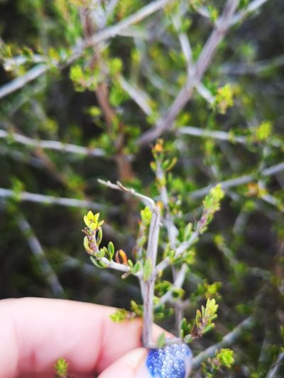 Anthospermum spathulatum, photographed by leandra-k_89