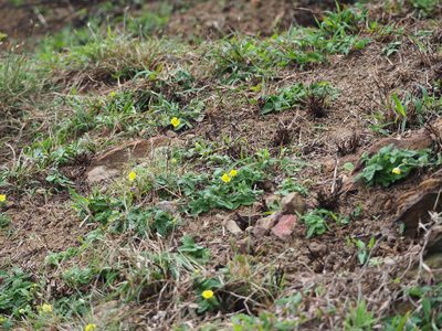 Potentilla discolor, photographed by 葉子