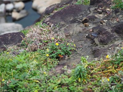 Potentilla discolor, photographed by 葉子