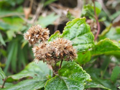 Eupatorium luchuense, photographed by 葉子