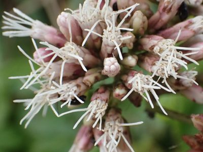 Eupatorium luchuense, photographed by 葉子