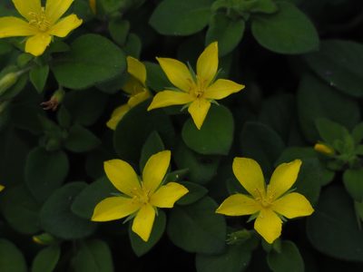 Lysimachia remota, photographed by 葉子
