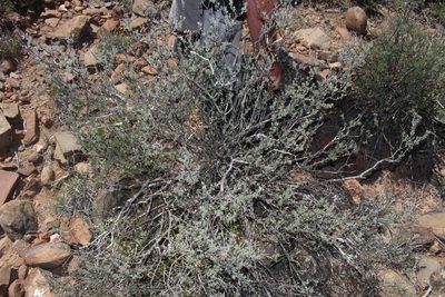 Ocimum burchellianum, photographed by Brian du Preez