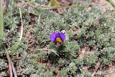 Lotononis minor, photographed by Brian du Preez
