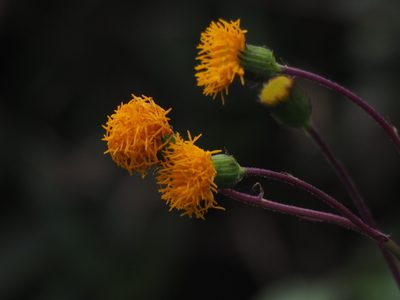 Gynura formosana, photographed by 葉子