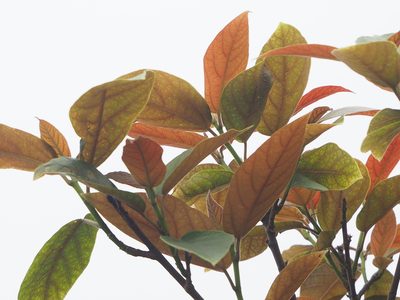 Ficus erecta, photographed by 葉子