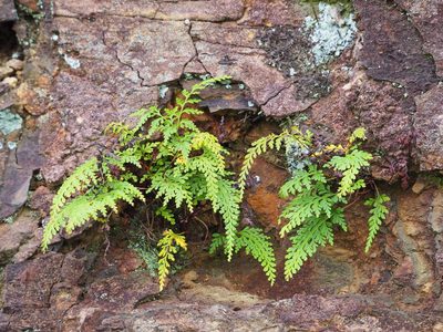 Odontosoria biflora, photographed by 葉子