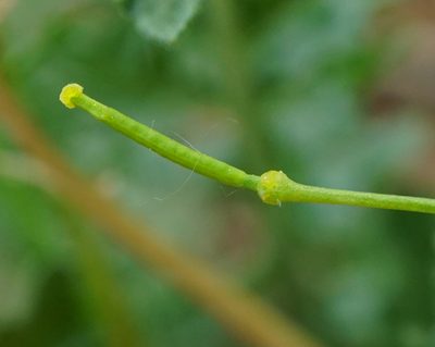 Erucastrum nasturtiifolium, photographed by Patrick Hacker