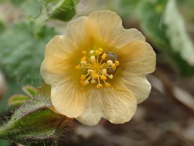 Sida cordata, photographed by 葉子