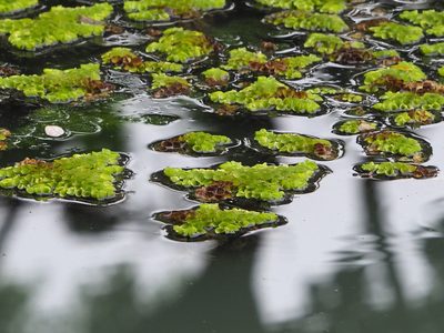 Salvinia cucullata, photographed by 葉子