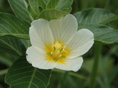 Ludwigia adscendens, photographed by 葉子