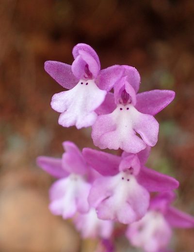 Orchis quadripunctata, photographed by Katerina Kalogerini