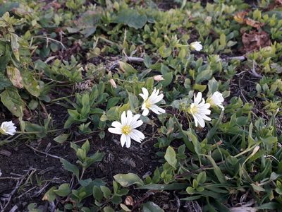 Cerastium davuricum, photographed by Andrew Bazdyrev