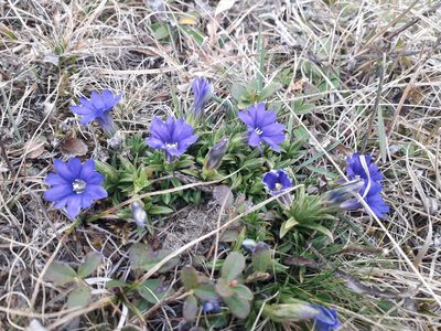 Gentiana dshimilensis, photographed by Andrew Bazdyrev