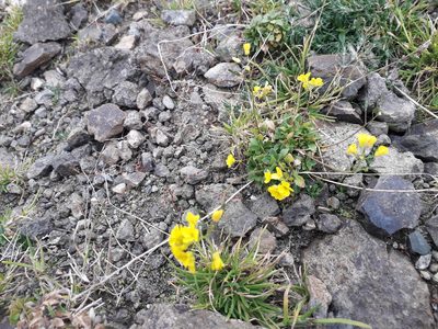 Draba hispida, photographed by Andrew Bazdyrev