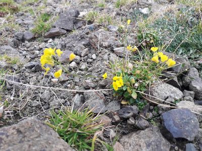 Draba hispida, photographed by Andrew Bazdyrev