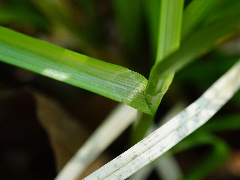 Carex leersii, photographed by Patrick Hacker