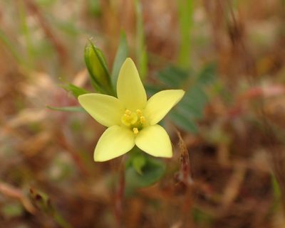 Centaurium maritimum, photographed by Katerina Kalogerini