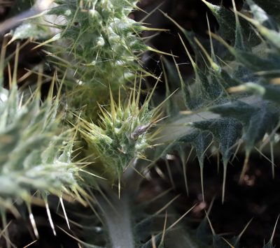 Cirsium ochrocentrum, photographed by Catherine C. Galley