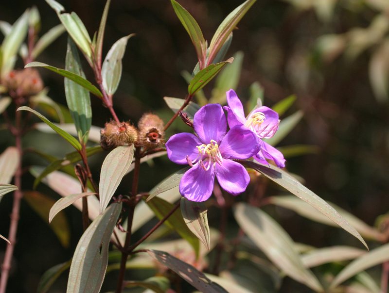 Melastoma saigonense, photographed by Oleg Kosterin