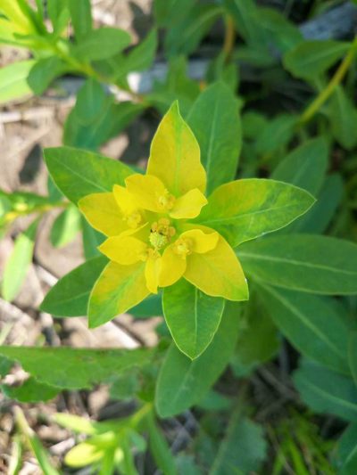 Euphorbia adenochlora, photographed by Junichi　Mandai