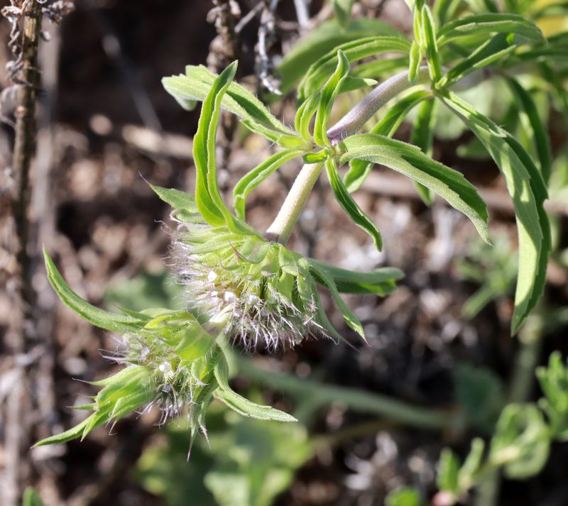 Monarda pectinata, photographed by Catherine C. Galley