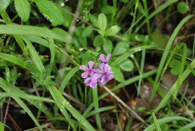 Phlox amoena, photographed by Rob John