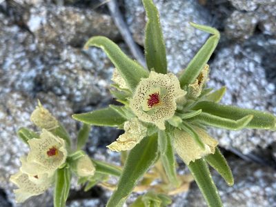Mohavea confertiflora, photographed by desertnaturalist