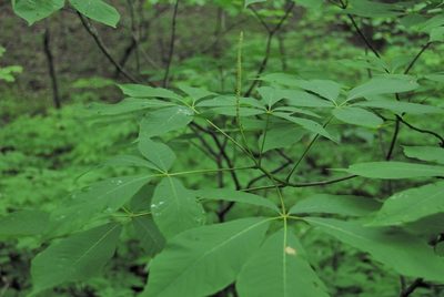 Aesculus parviflora, photographed by Rob John