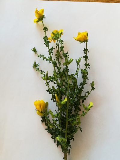 Adenocarpus telonensis, photographed by Roland Godon