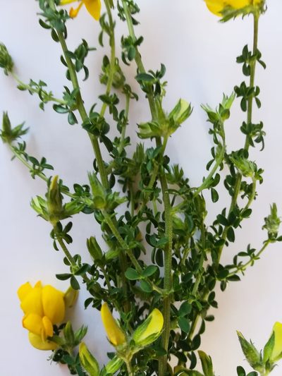 Adenocarpus telonensis, photographed by Roland Godon