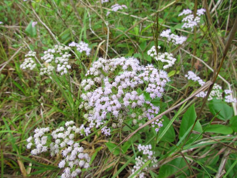 Fleischmannia pycnocephala, photographed by Martín Sánchez Vilchis