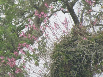Myrmecophila grandiflora, photographed by Martín Sánchez Vilchis